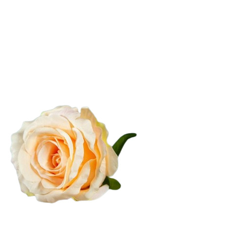 Barack rózsa virágfej 9 - 10 cm, 1db