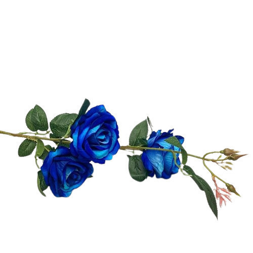 Több virágú bársonyos kék rózsa