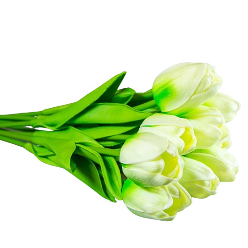 Zöld-fehér tulipán